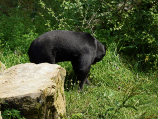 Burgers' Zoo