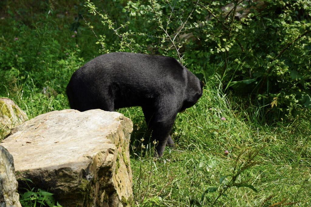 Burgers' Zoo Burgers' Zoo