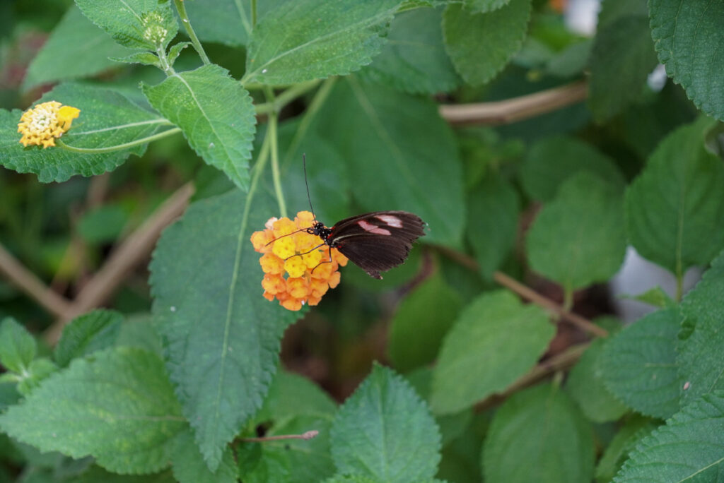 Eifalia Schmetterlingsgarten