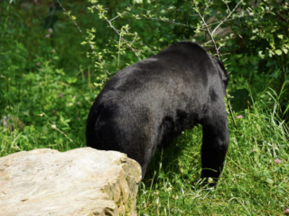 Burgers' Zoo
