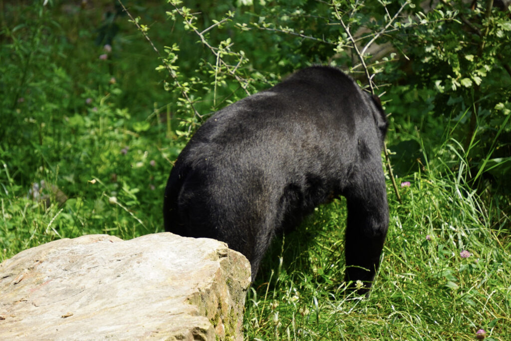 Burgers' Zoo Burgers' Zoo