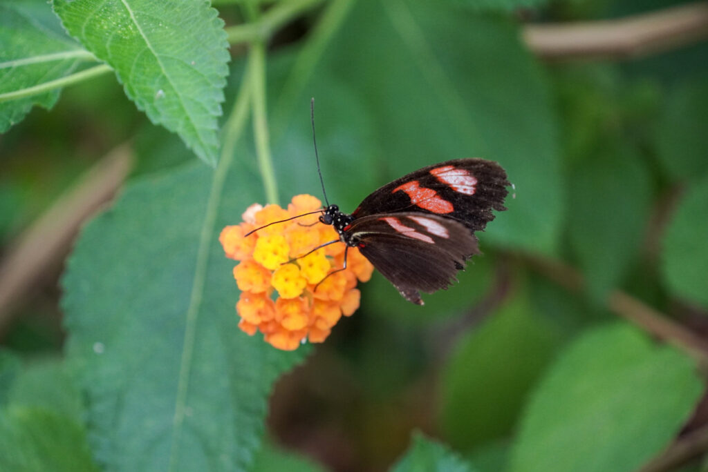 Eifalia Schmetterlingsgarten