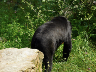 Burgers' Zoo