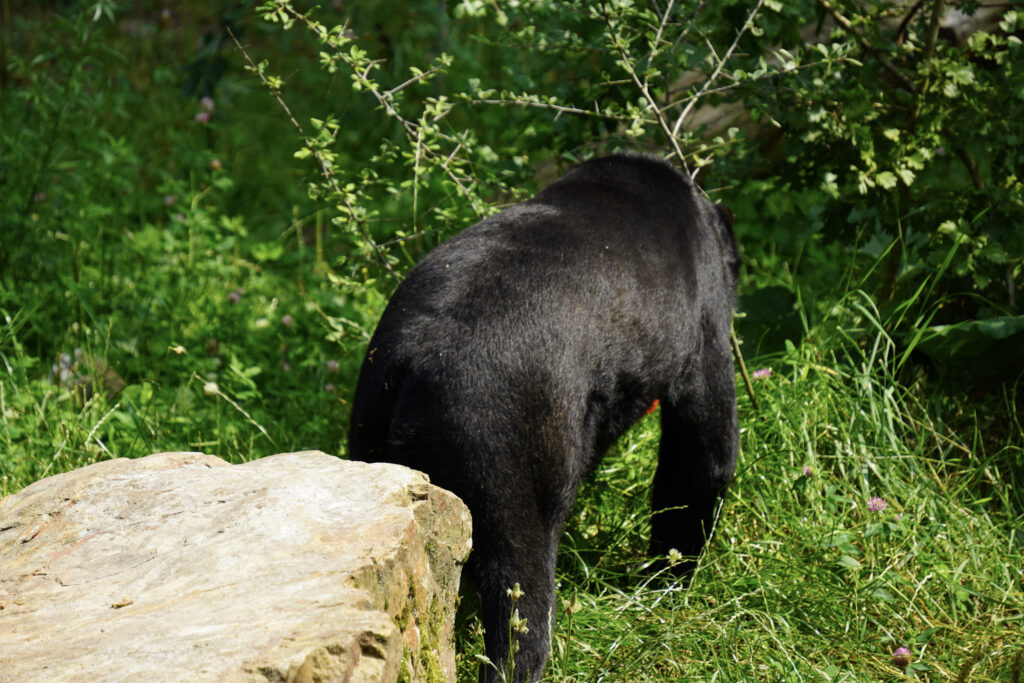 Burgers' Zoo Burgers' Zoo