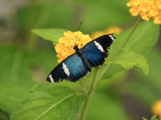 Eifalia Schmetterlingsgarten