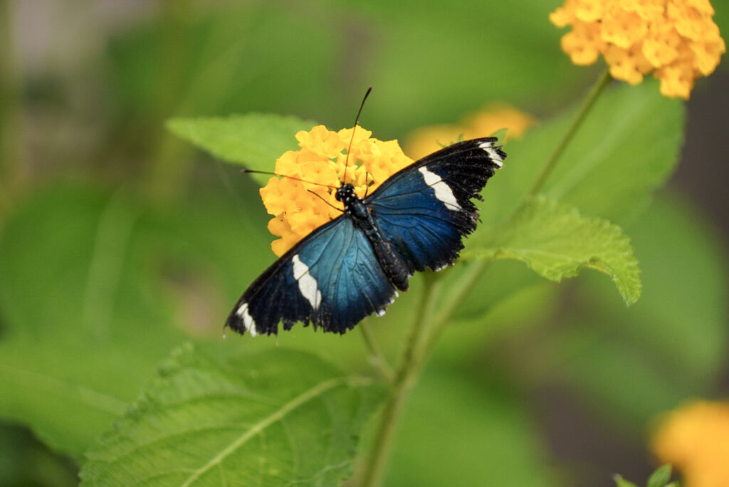 Eifalia Schmetterlingsgarten
