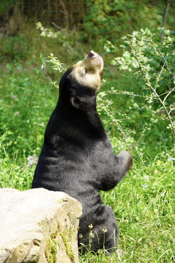 Burgers' Zoo Burgers' Zoo