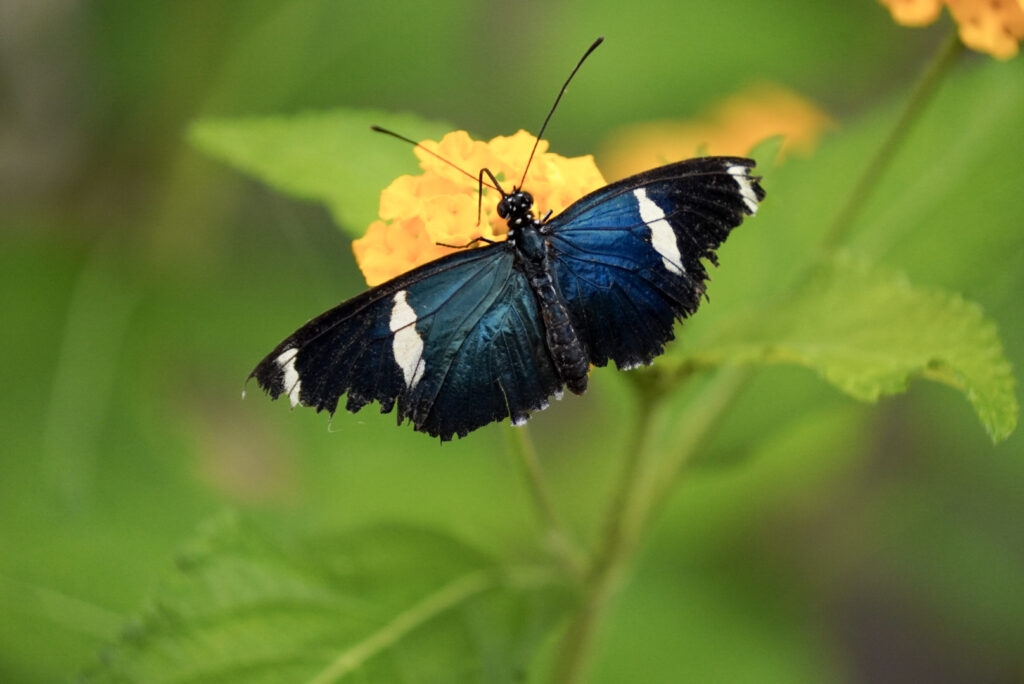 Eifalia Schmetterlingsgarten