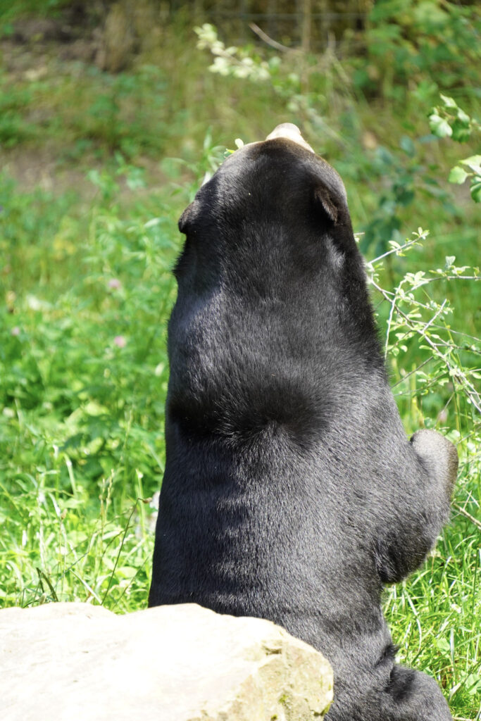 Burgers' Zoo Burgers' Zoo