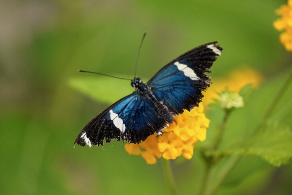 Eifalia Schmetterlingsgarten