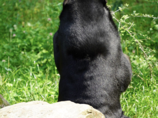 Burgers' Zoo
