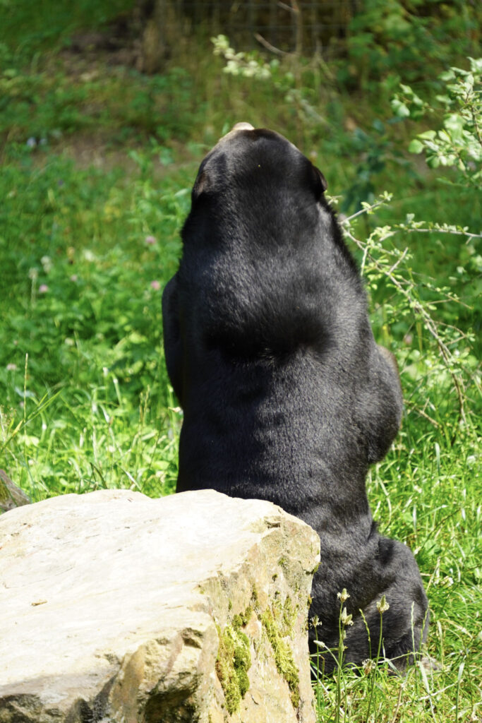Burgers' Zoo Burgers' Zoo