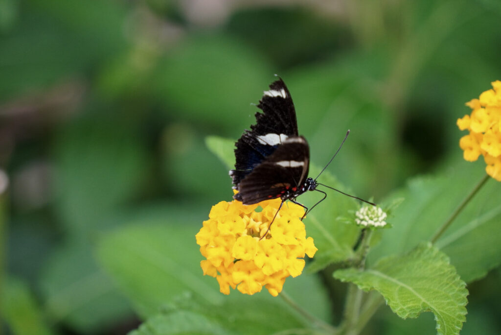 Eifalia Schmetterlingsgarten