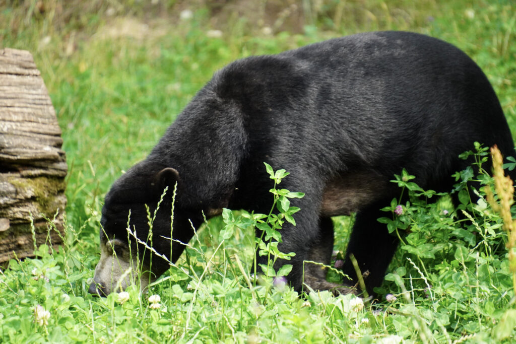 Burgers' Zoo Burgers' Zoo