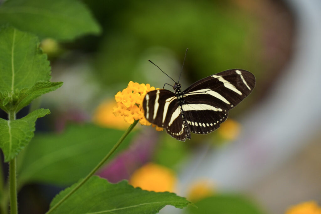 Eifalia Schmetterlingsgarten