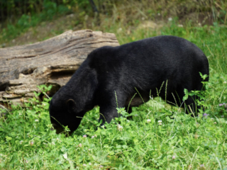 Burgers' Zoo