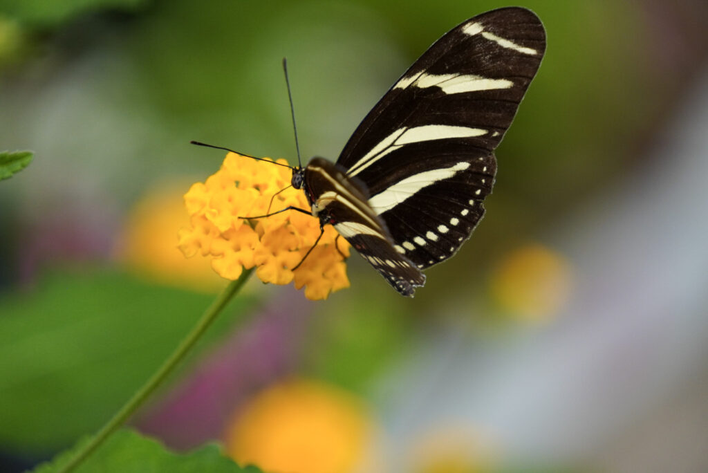 Eifalia Schmetterlingsgarten
