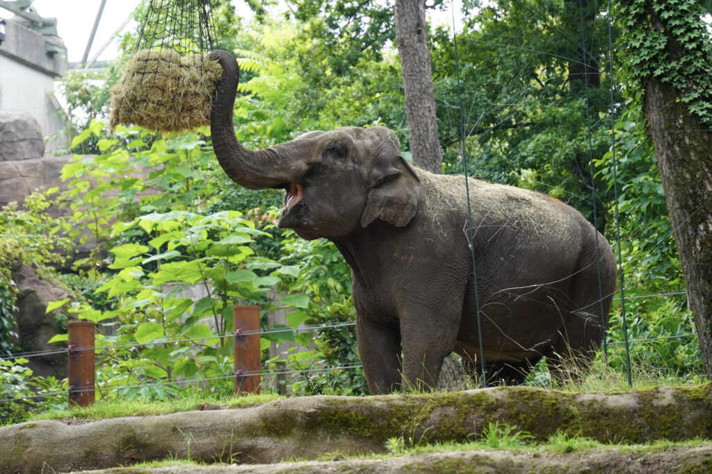 Burgers' Zoo Burgers' Zoo