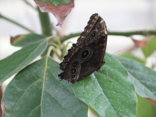 Eifalia Schmetterlingsgarten