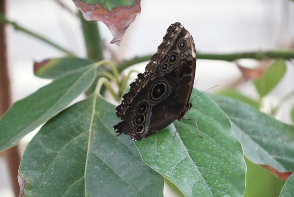 Eifalia Schmetterlingsgarten