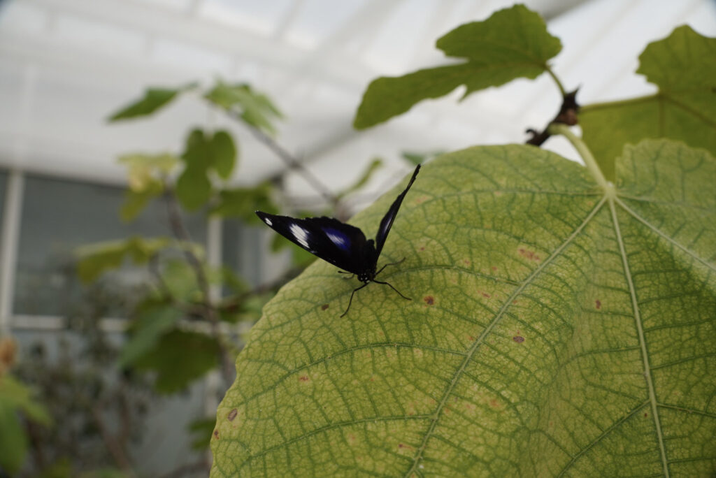 Eifalia Schmetterlingsgarten