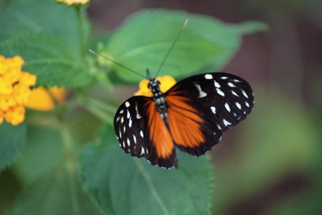 Eifalia Schmetterlingsgarten