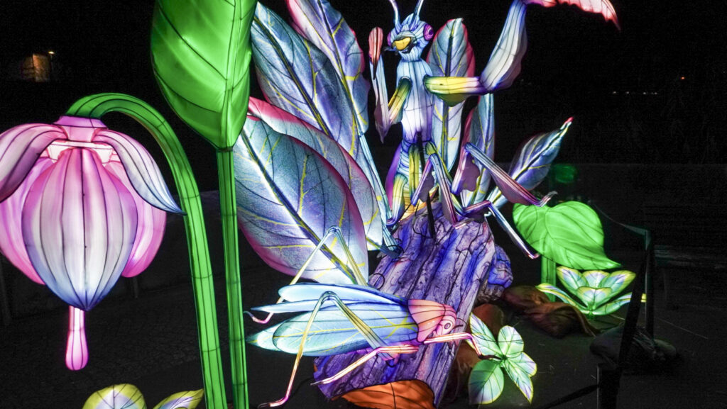 China Lights im K&ouml;lner Zoo