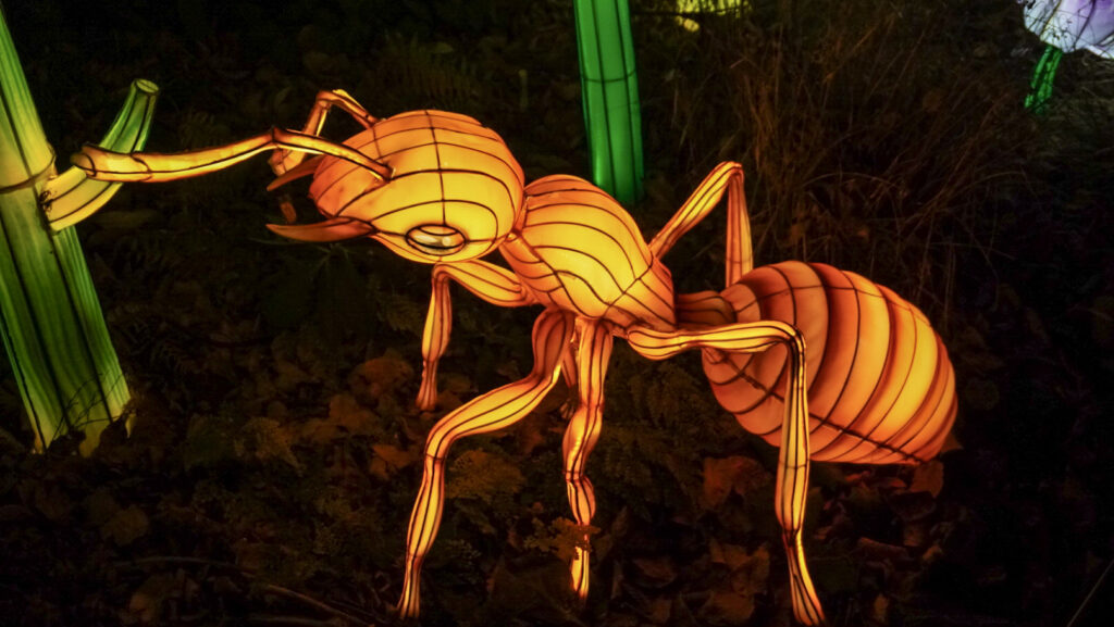 China Lights im K&ouml;lner Zoo