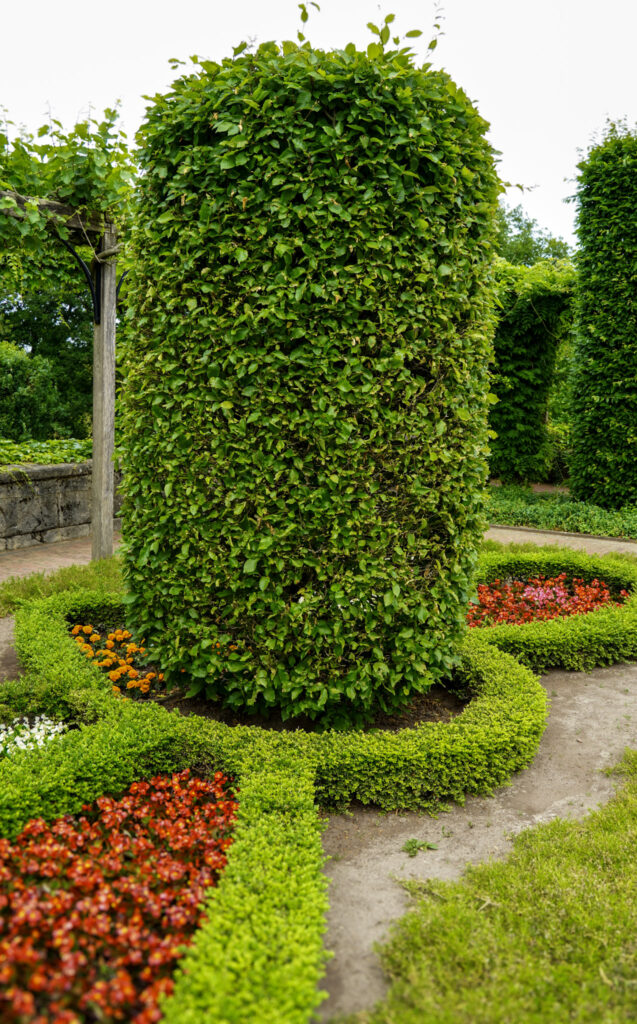 El Mundo Fantasia - Mondo Verde