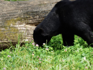 Burgers' Zoo