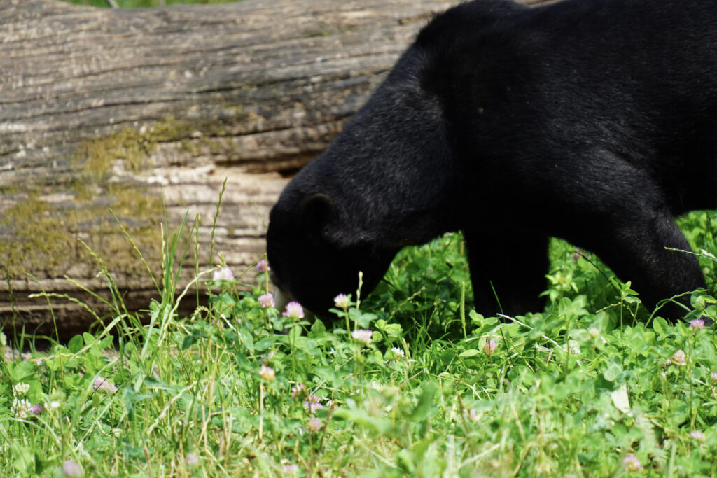 Burgers' Zoo Burgers' Zoo
