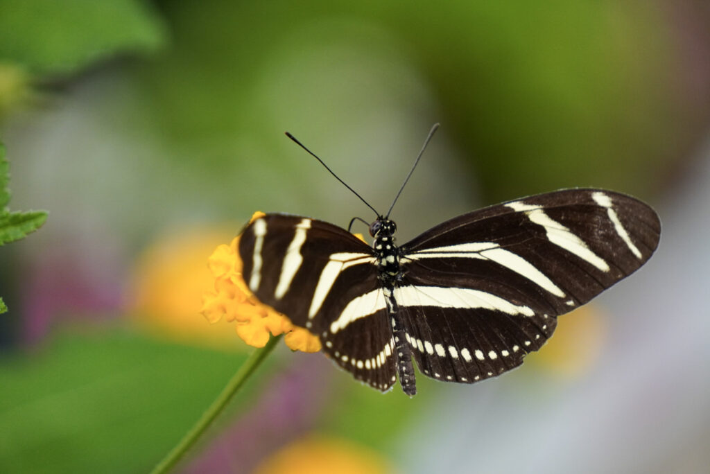 Eifalia Schmetterlingsgarten