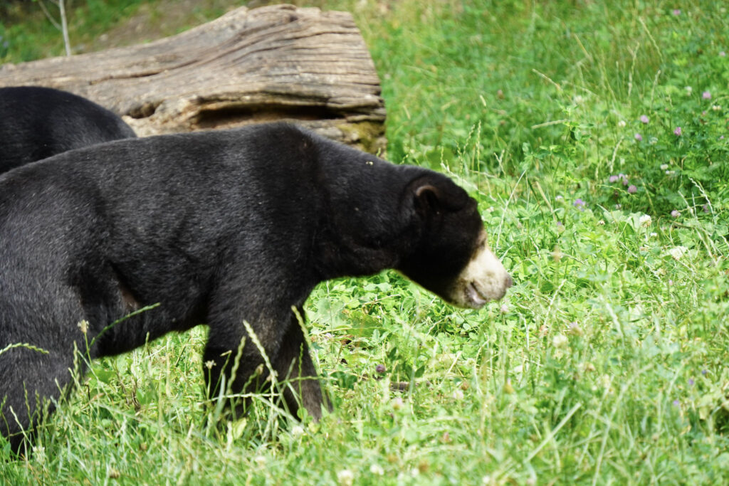 Burgers' Zoo Burgers' Zoo