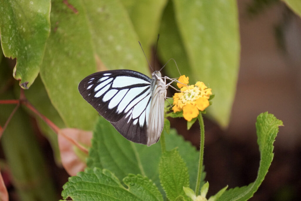 Eifalia Schmetterlingsgarten