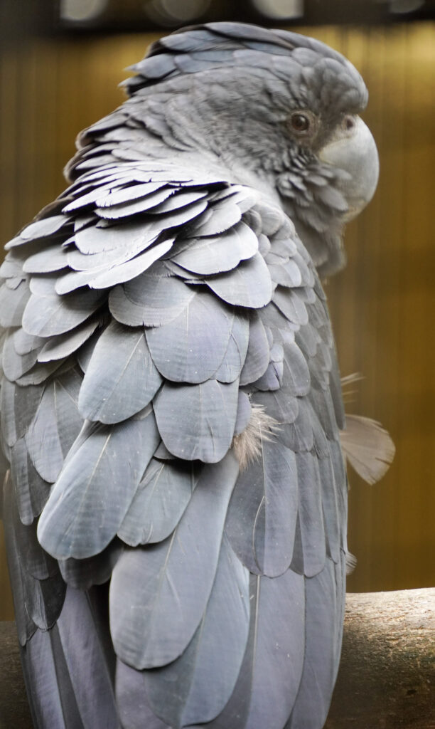 El Mundo Fantasia - Mondo Verde