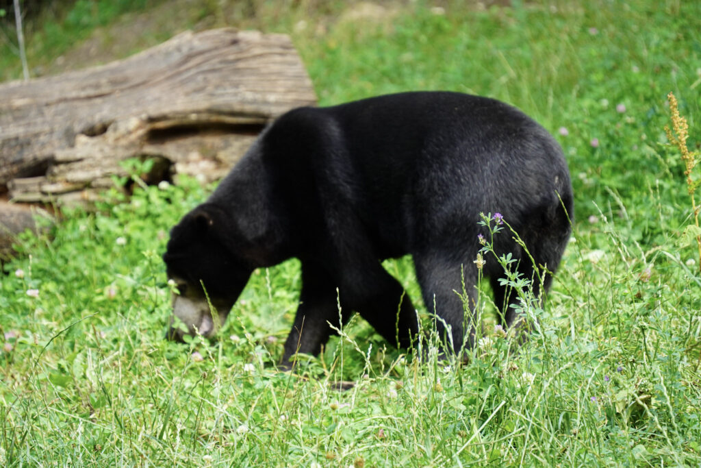 Burgers' Zoo Burgers' Zoo