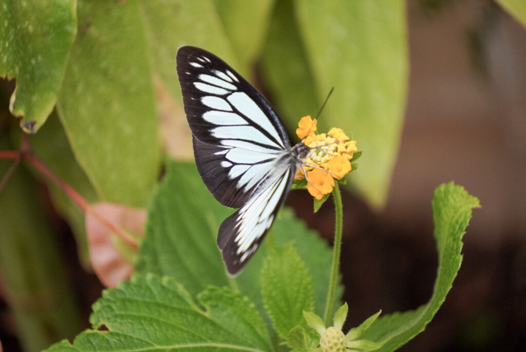 Eifalia Schmetterlingsgarten