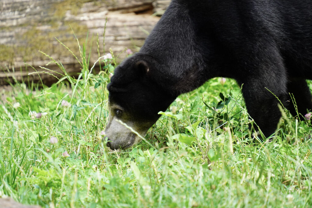 Burgers' Zoo Burgers' Zoo
