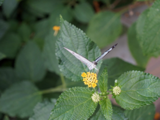 Eifalia Schmetterlingsgarten