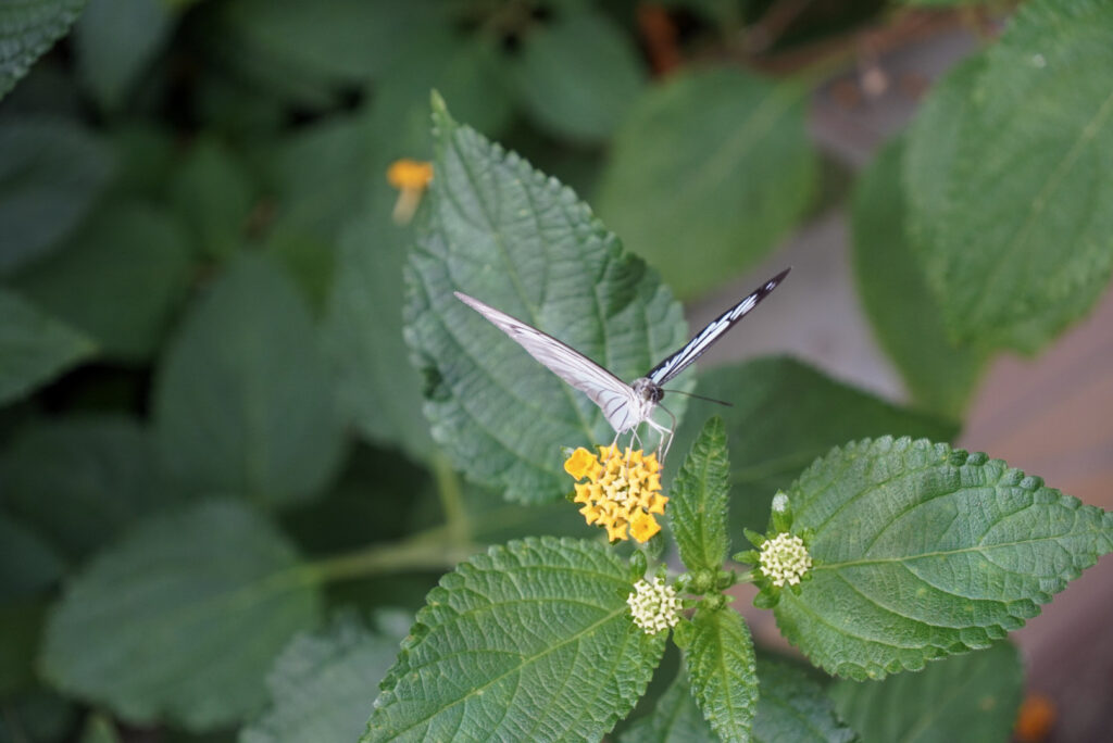 Eifalia Schmetterlingsgarten