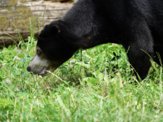 Burgers' Zoo