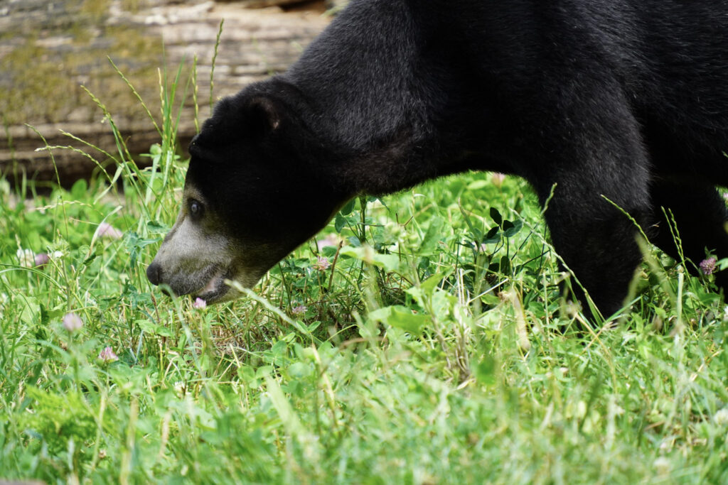 Burgers' Zoo Burgers' Zoo