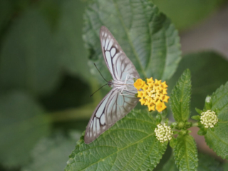 Eifalia Schmetterlingsgarten