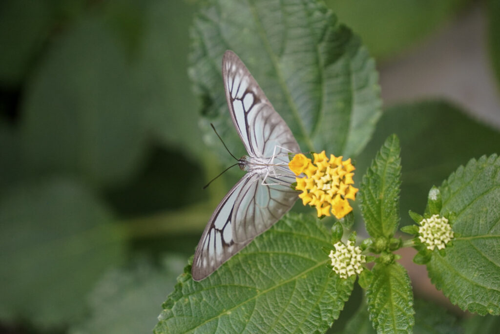 Eifalia Schmetterlingsgarten