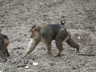 Burgers' Zoo