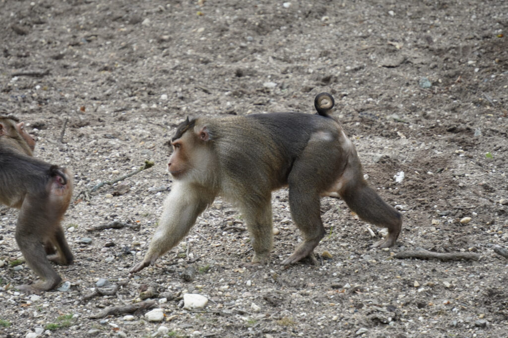 Burgers' Zoo Burgers' Zoo