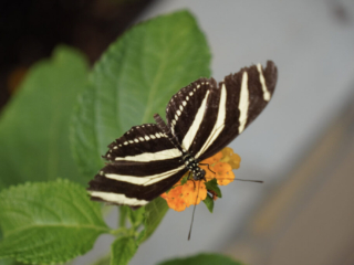 Eifalia Schmetterlingsgarten