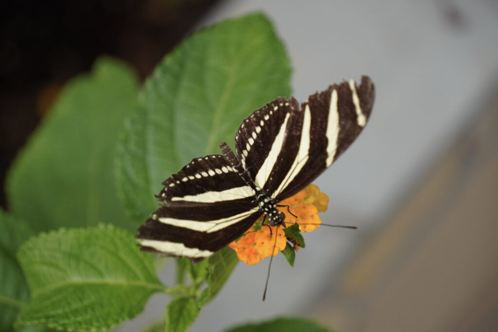 Eifalia Schmetterlingsgarten