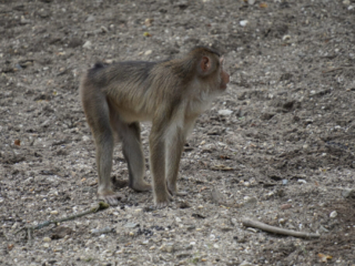 Burgers' Zoo