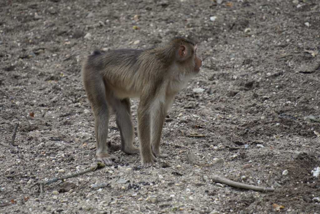 Burgers' Zoo Burgers' Zoo